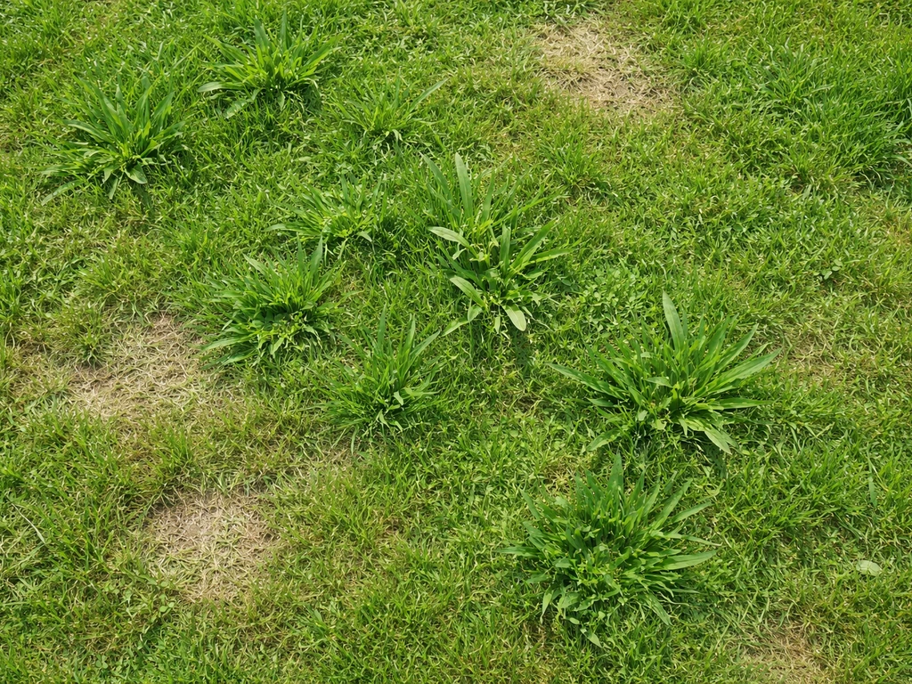 Bovenaanzicht van een Nederlands gazon met grove, breedbladige grassprieten (koegras) en lichte kale plekken.