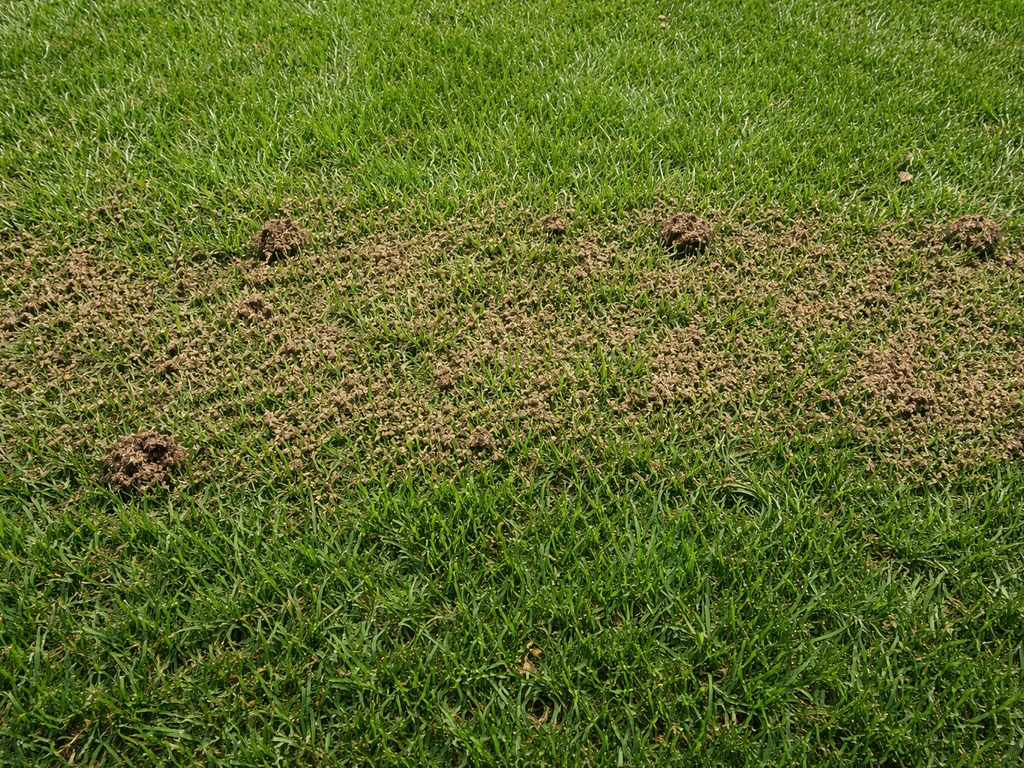 Bovenaanzicht van een gazon met dunne, kruimelige compost/toppdressing tussen het gras.