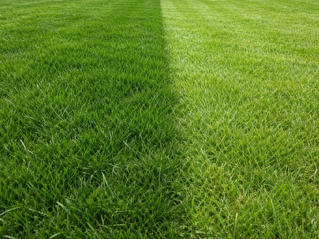 Nederlands gazon met zichtbare stroken: donkere overbemeste plek naast een egalere grasstrook.