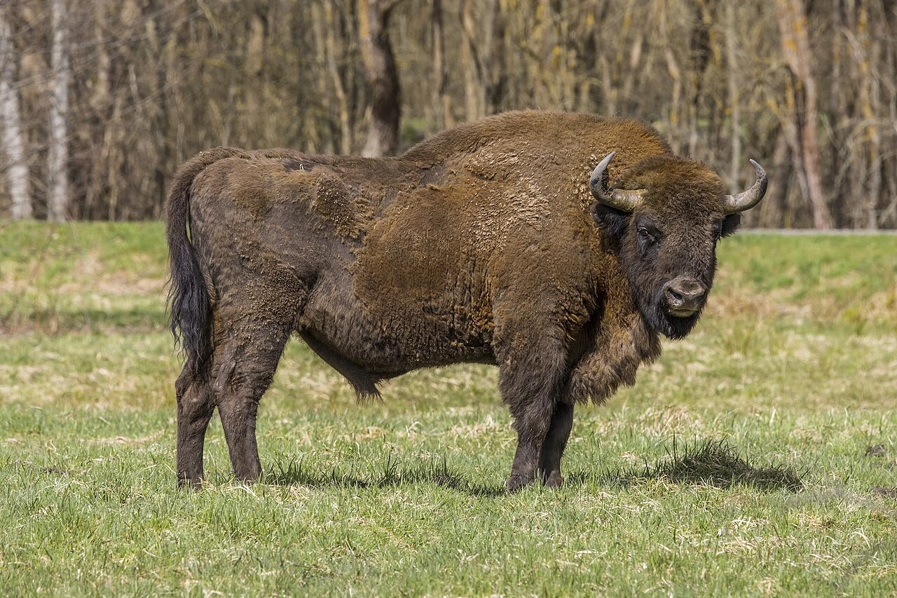 Een Europese bizon (wisent) in een grasland, als verwijzing naar bizongras.